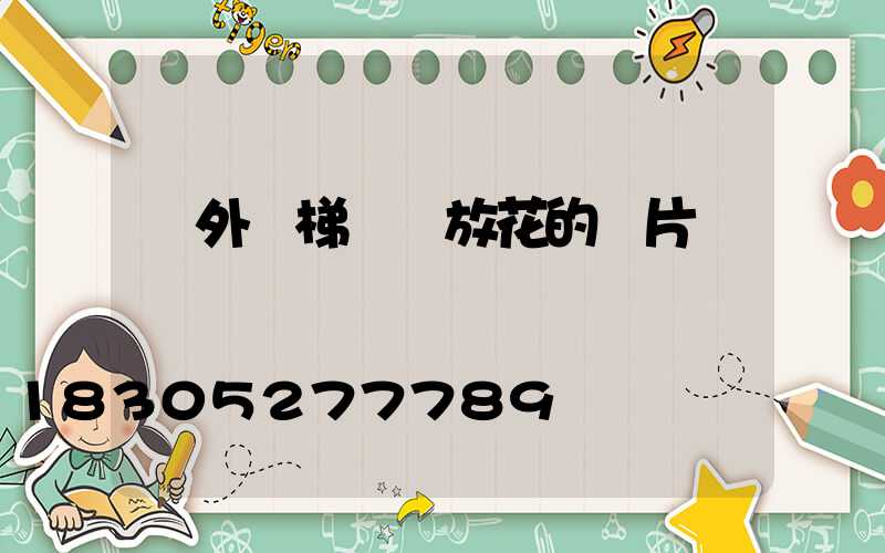 戶外樓梯臺階放花的圖片