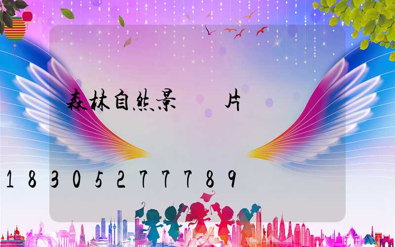 森林自然景觀圖片