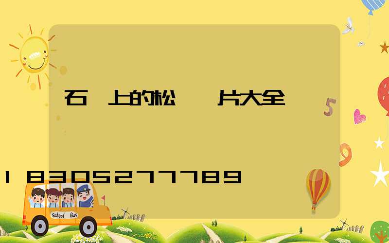 石頭上的松樹圖片大全
